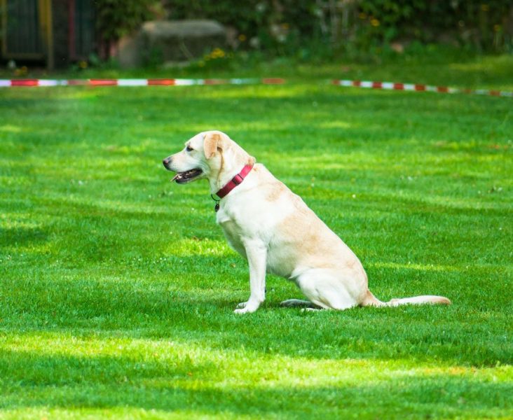 pasja-sola-osnovna-sola